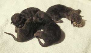 De 4 Kittens die geboren zijn bij de poes die een baarmoederspoeling heeft ondergaan, ze is gedekt bij haar eerste krolsheid en kreeg 4 gezonde kittens.